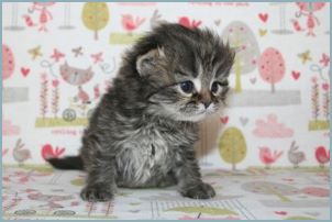 Male Siberian Kitten from Deedlebug Siberians